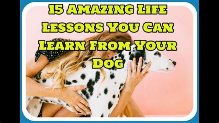 15 Amazing Life Lessons You Can Learn From Your Dog