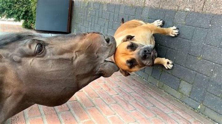 Stern DuTube Youtuber overview